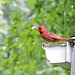 Northern Cardinal