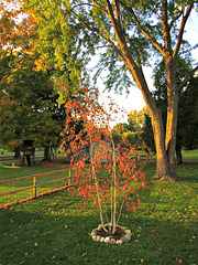 Our Birch in the Fall