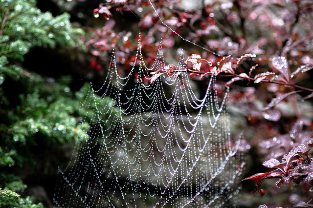 The Spider's Web