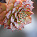 DSCF5950