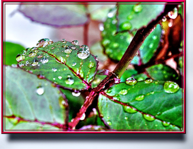 Raindrops on rose petals. ©UdoSm