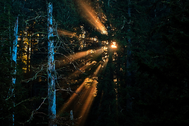 Rays Piercing the Forest