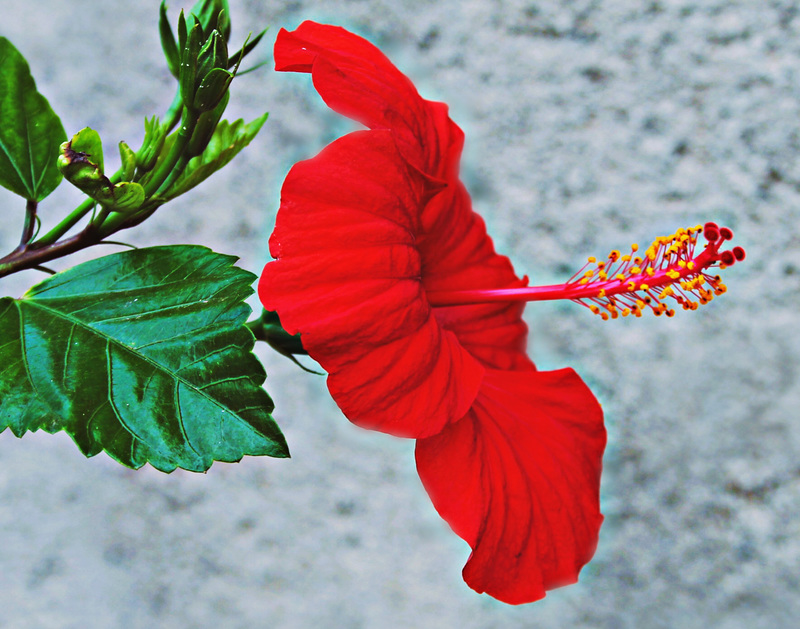 Hibiscus rouge.