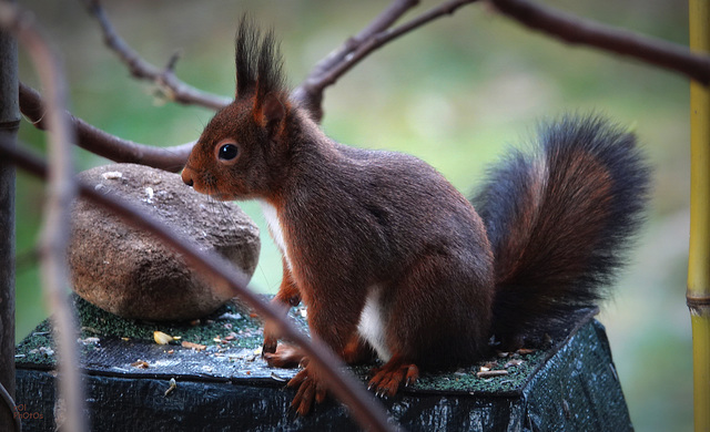 Ecureuil roux, (Sciurus vulgaris), Eurasian Red Squirrel