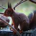 Ecureuil roux, (Sciurus vulgaris), Eurasian Red Squirrel