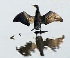 Cormorant and reflections, Israel.