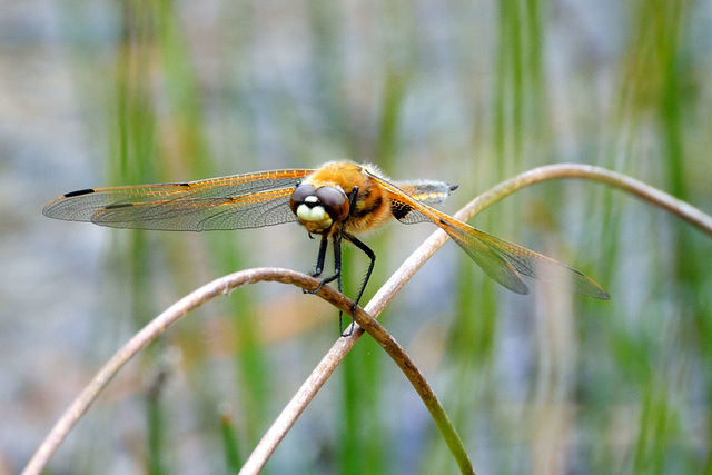 Four-spotted Chaser (Libellula quadrimaculata) 06