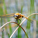Four-spotted Chaser (Libellula quadrimaculata) 06