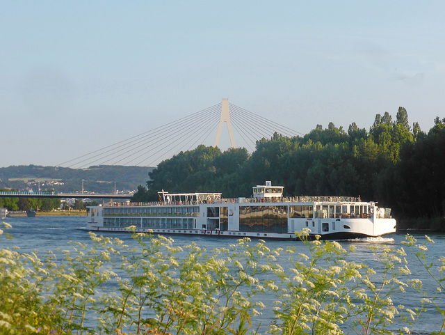 morgens am  Rhein bei Weißenthurm