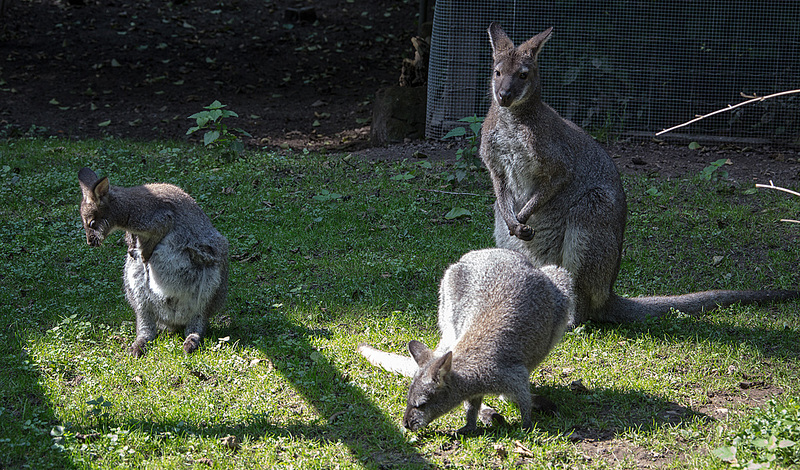 20150911 8822VRAw [D~HF] Bennett-Känguru (Macropus rufogriseus), Tierpark, Herford