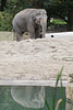 Spieglein Speiglein ... (Zoo Heidelberg)