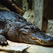 Crocodile - London Zoo, May 1980