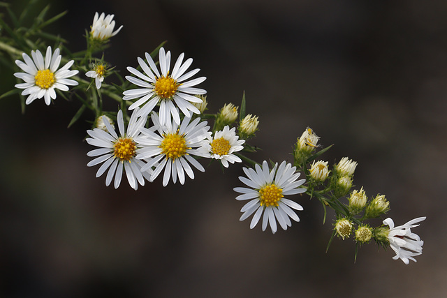 Frost Aster