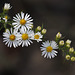 Frost Aster