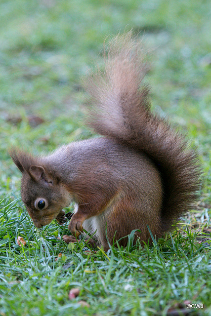 Red Squirrel