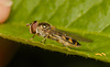 HoverflyIMG 4605