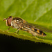 HoverflyIMG 4605