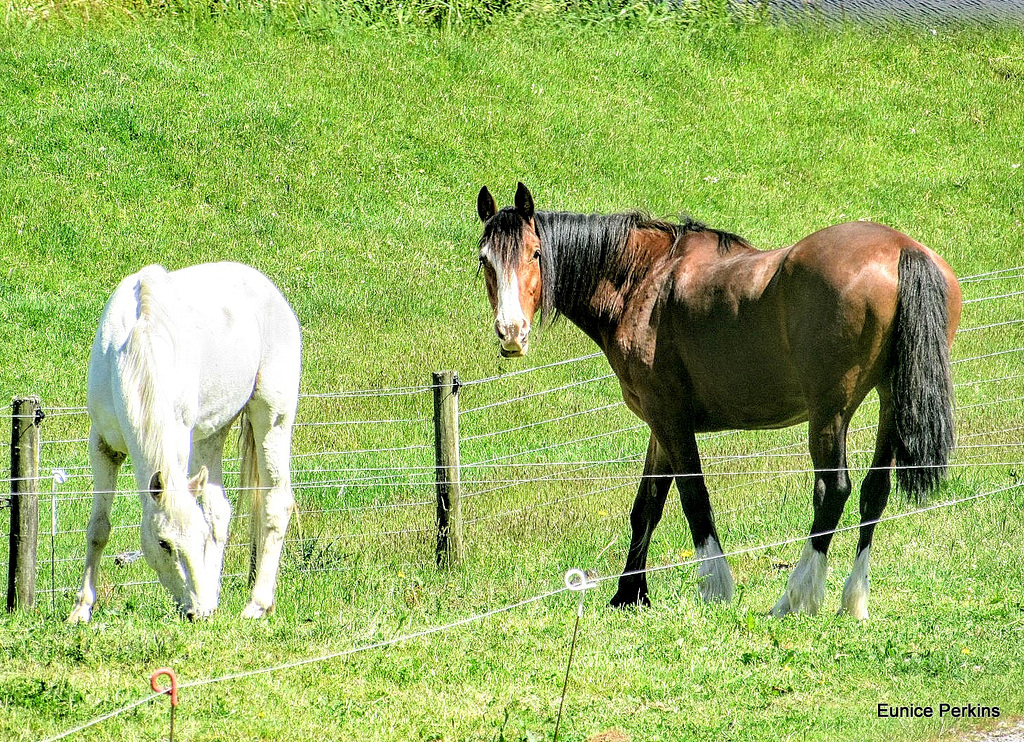 Two Horses