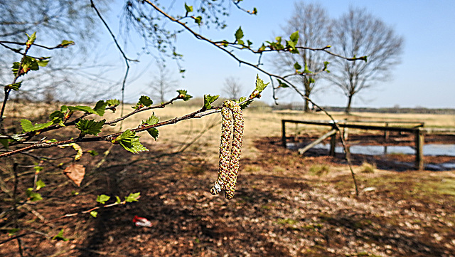 20200408 7095CPw [D~MI] Birke (Betula prndula), Großes Torfmoor, Hille