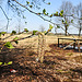 20200408 7095CPw [D~MI] Birke (Betula prndula), Großes Torfmoor, Hille