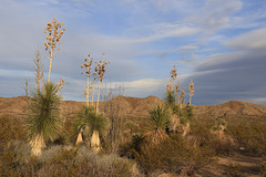 Yucca