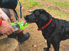 Whatever will they invent next? Dog water bottle for use when hiking!