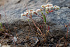 Chaetonychia cymosa, Caryophyllales