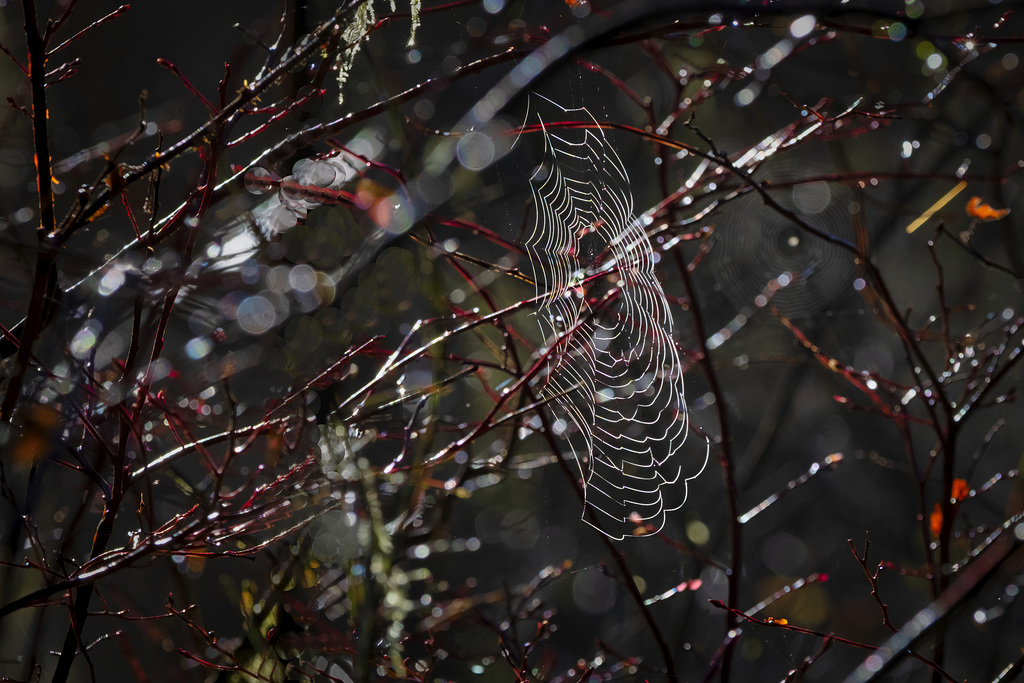 Frosted Web