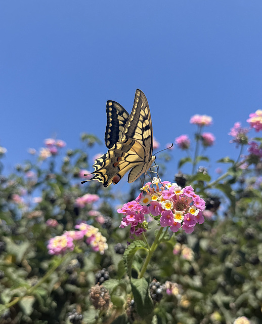 Swallowtail Butterfly, Crete.