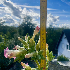 Nicotiana tabacum (4)