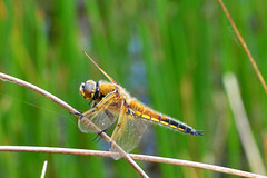 Four-spotted Chaser m (Libellula quadrimaculata) 04