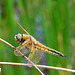 Four-spotted Chaser m (Libellula quadrimaculata) 04