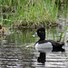 Ring-necked Duck / Aythya collaris