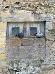 Pigeons in Bayeux - 16 May 2018