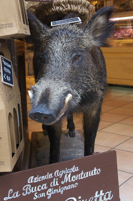 Stuffed boar at San Gimignano