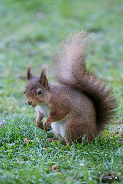 Red Squirrel