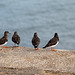 Sergeant Major Turnstone inspects the troops