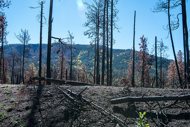 Fire damaged trees2jpg