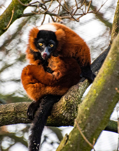 Red ruff lemur