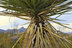 Yucca