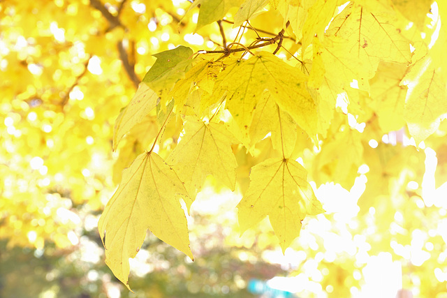 Fall Tree 2018 High Key