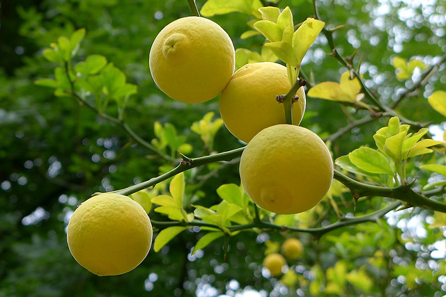 Poncirus Trifoliata