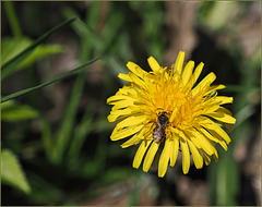 Some bee or something