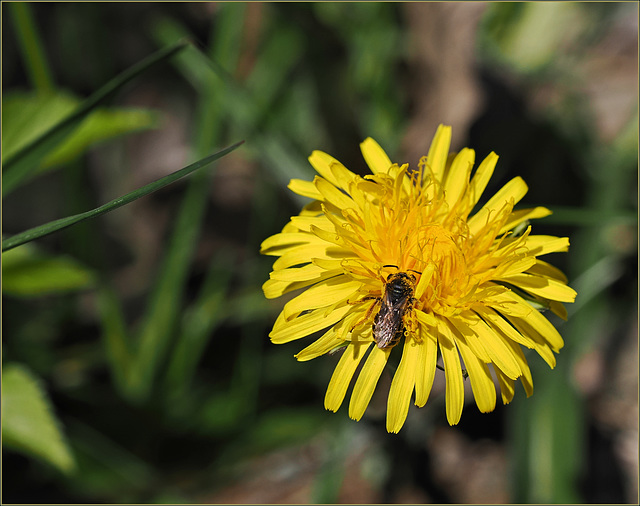 Some bee or something