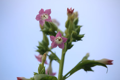 Nicotiana tabacum (3)