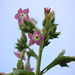 Nicotiana tabacum (3)