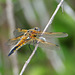 Four-spotted Chaser m (Libellula quadrimaculata) 07