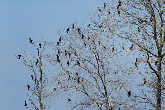 Double-crested Cormorant Flock