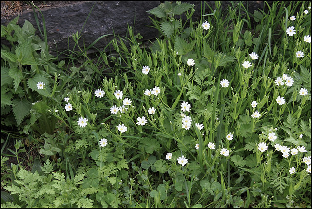 Stellaria holostea (1)