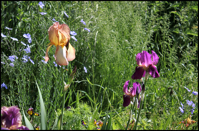 Les Anciens (2)